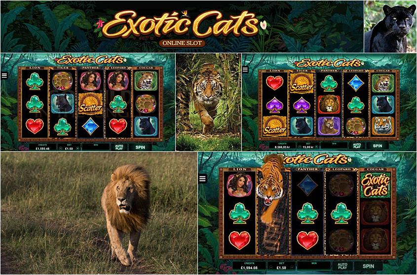Cats free slots online